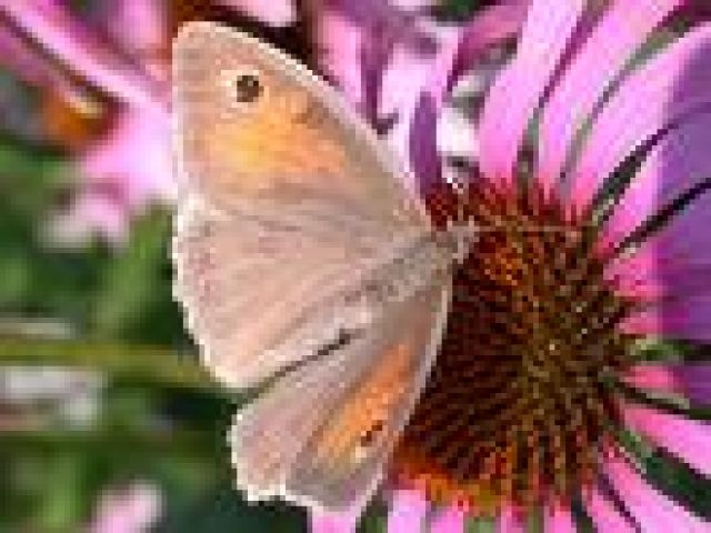 Wellness für Ihre Gitarre ...Reparatur & Service v.Musikinstrumenten - Saiteninstrumente Akustisch - Hamburg